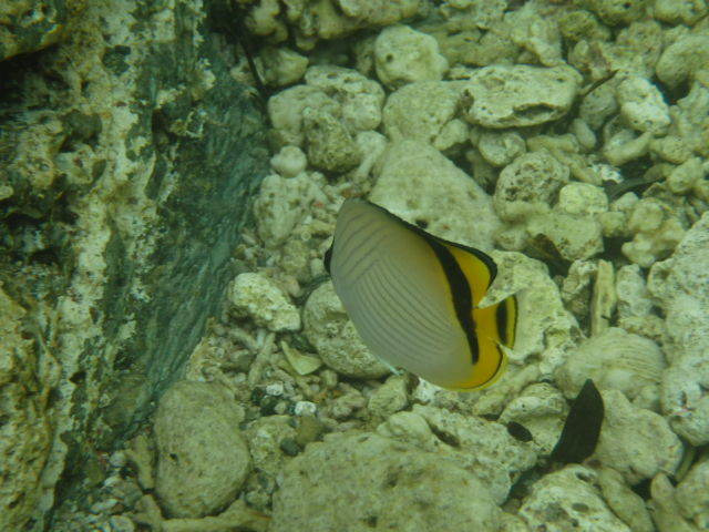 屋久島 シュノーケリング / SNORKELING