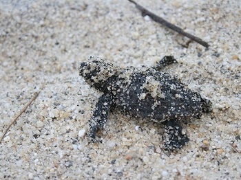 屋久島 Sea Turtle Observation / ウミガメ観察
