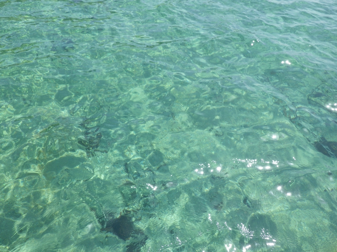 屋久島 海のプログラム体験
